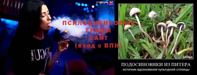 гидра   Бронницы  Галлюциногенные грибы Psilocybe 